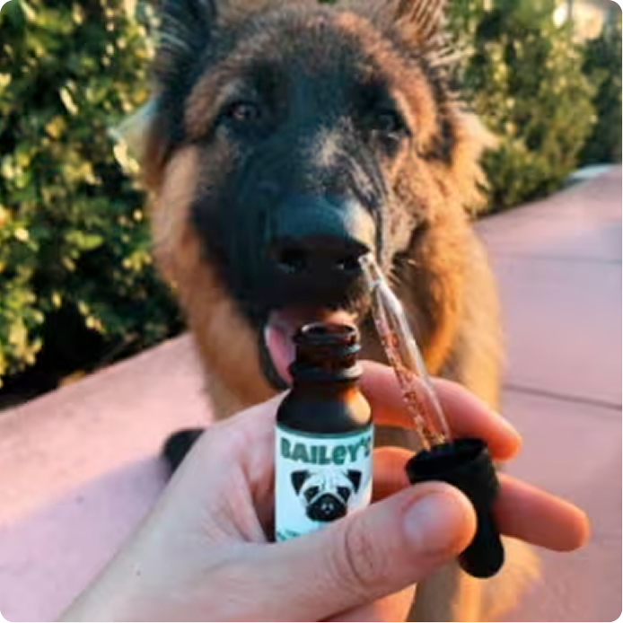 The Health Benefits Of CBD Oil For Your Pets