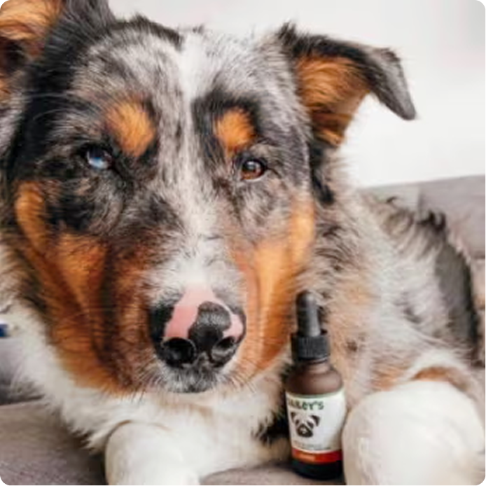 Not All Hemp Based Pet Products Are Created Equal!