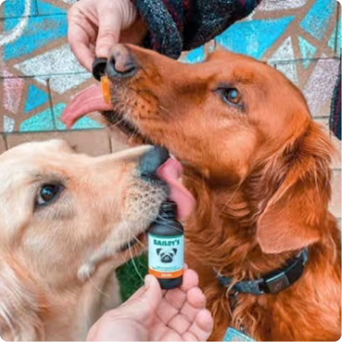 How Much CBD Oil Should I Give My Pet? And How Often?