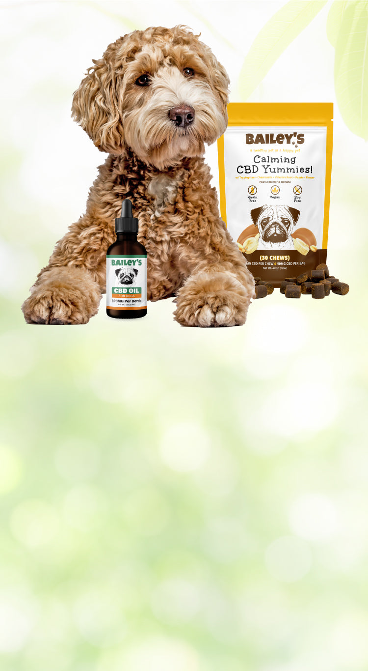 Take Bailey's Pet Quiz To Discover The Ideal CBD Product For Your Pet - Desktop View