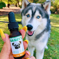 The Original CBD Oil For Dogs