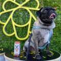 Hip & Joint CBD Oil For Dogs