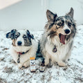 Calming CBD Oil For Dogs