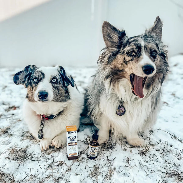 Calming CBD Oil For Dogs