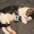 CBD Oil For Cats