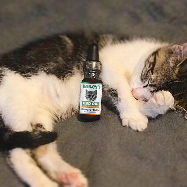 CBD Oil For Cats