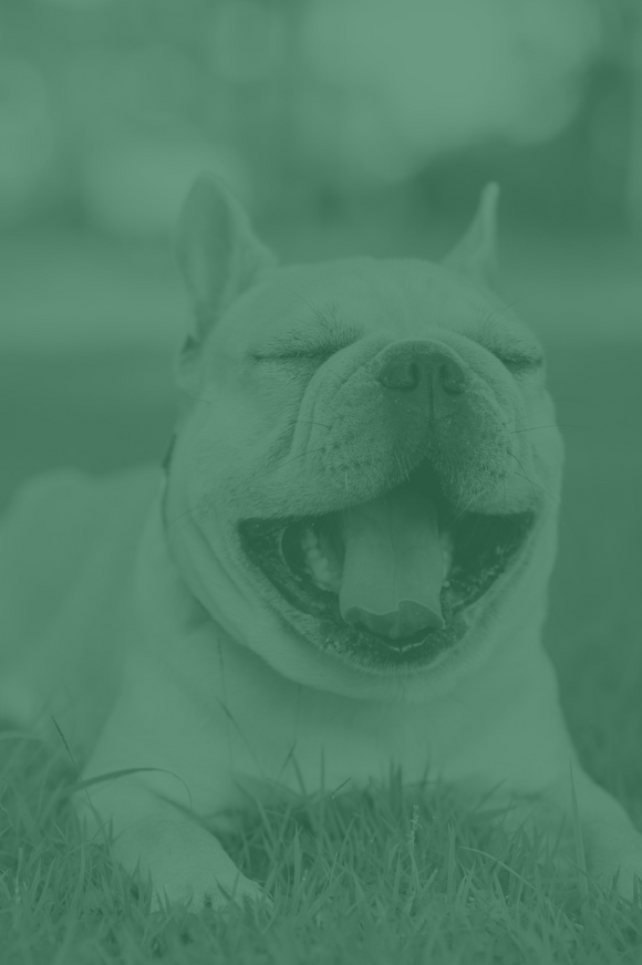 Image without description.