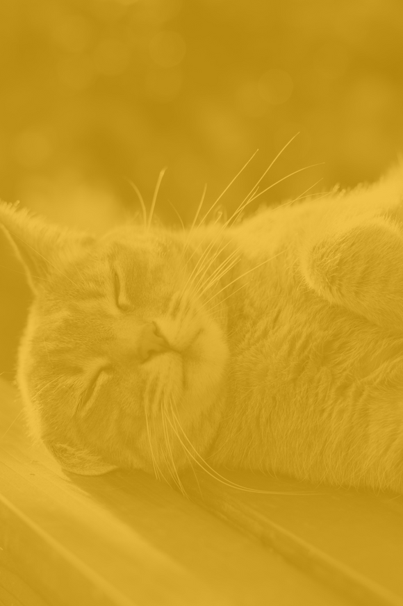 Image without description.