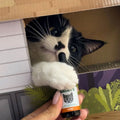 Picture of a customer’s cute cat, putting its paw on a bottle of Bailey’s CBD oil for cats.
