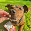 Influencer Shot Featuring Hip and Joint Supplement For Dogs - Bailey's CBD Dog Treats For Mobility Support