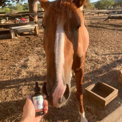 CBD Oil For Horses