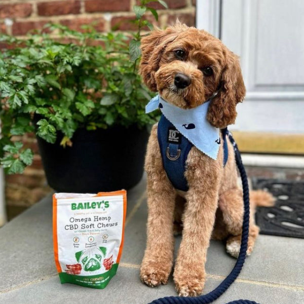 Influencer Shot - Omega CBD Soft Chews for Dogs - Bacon CBD Dog Treats