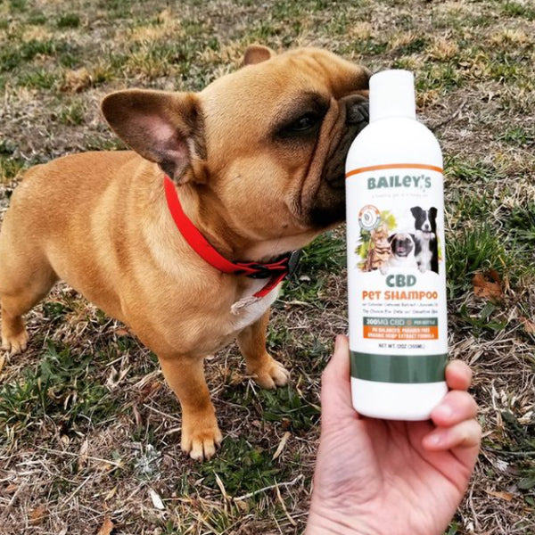 CBD Pet Shampoo with Aloe, Avocado Oil & Colloidal Oatmeal Bailey's CBD