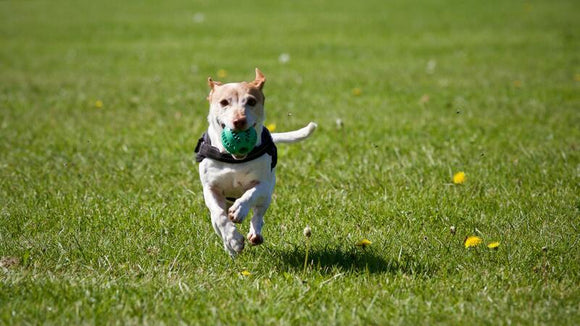 Jack Russell Terrier running with ball.
