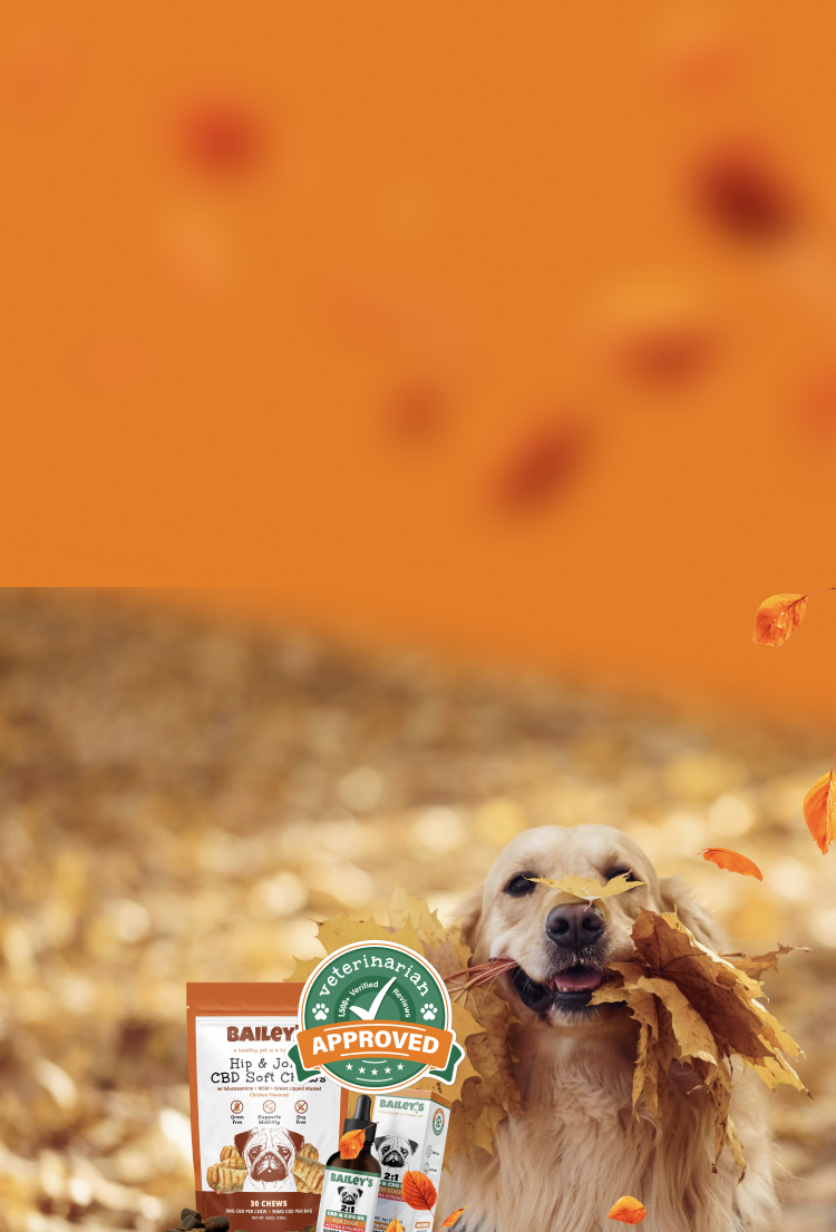 Promotional Banner Image