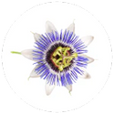 Passion Flower (Passiflora Incarnata) (25mg/chew)