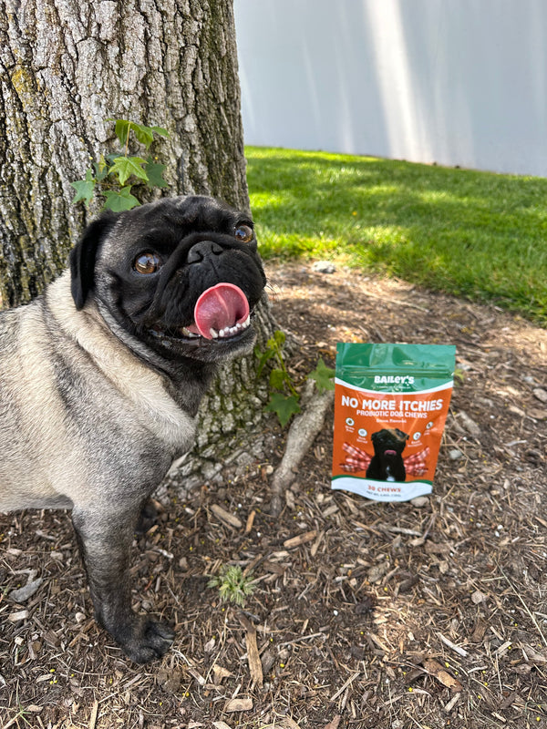 Puggo Bertha posed alongside Bailey's No More Itchies Probiotic Dog Chews product.