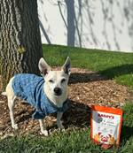 Mr. B enjoying his hip & joint CBD dog treats for mobility support