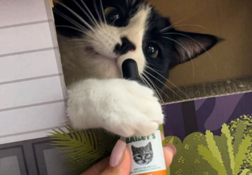 Bailey's CBD Oil for Cats bottle with a happy cat background, showcasing the veterinarian-formulated wellness solution.
