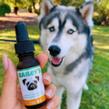 The Original CBD Oil For Dogs