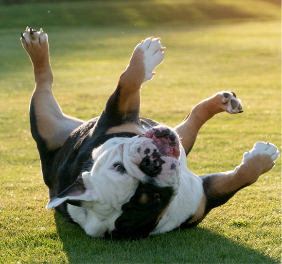 Image without description.