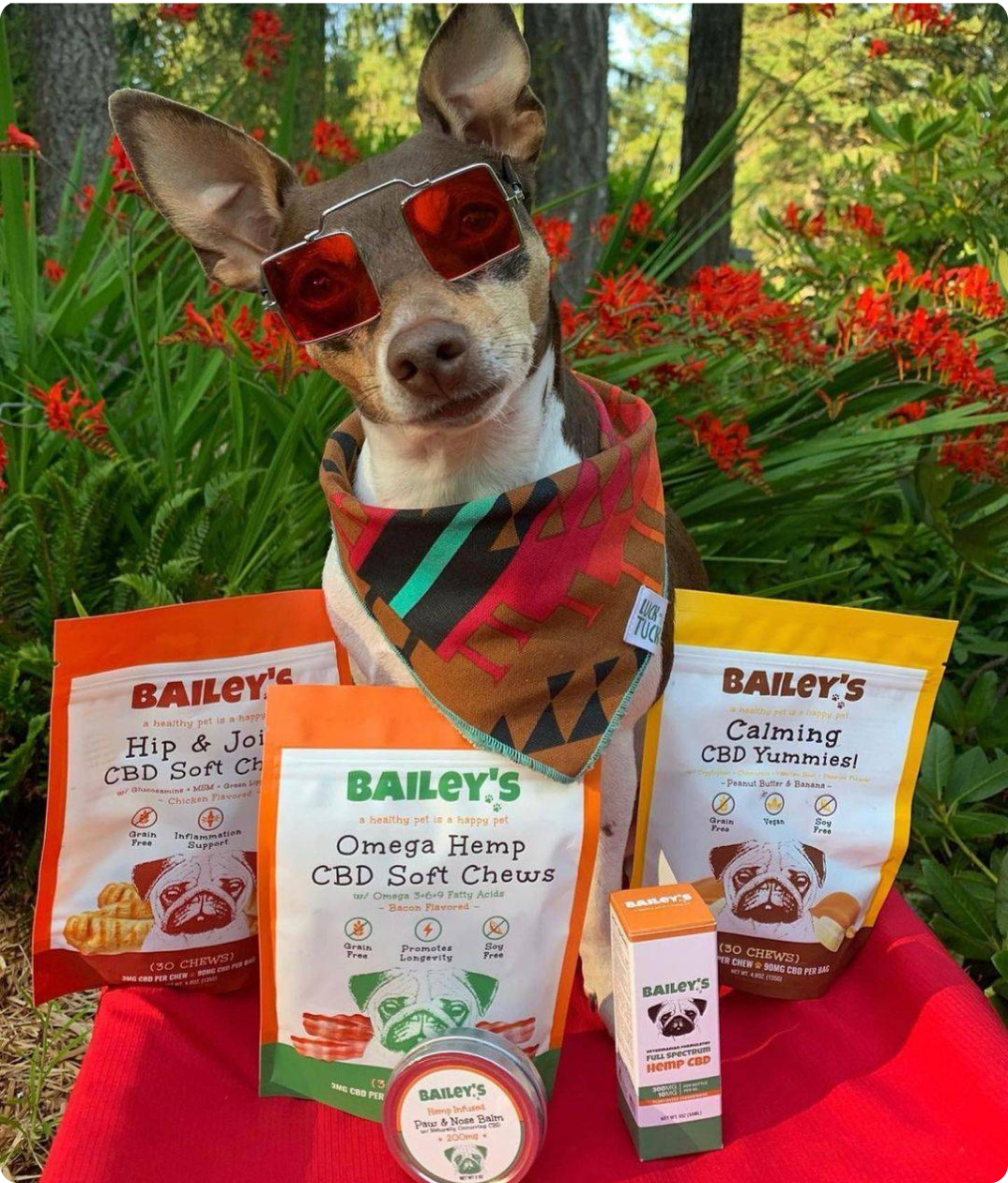 Shop All Bailey's CBD Pet Products