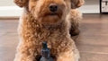 Bailey's Extra Strength CBD and CBG Oil For Dogs Product Video Testimonial