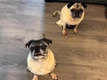 Customer video showing their two senior pug dogs enjoying bailey’s hip and joint CBD dog treats for mobility support after a morning walk. 