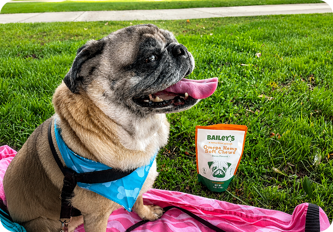 Bailey the pug with Jay O'Keefe