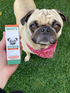 Zoey The Pug Enjoying Bailey's CBD Oil For Dogs