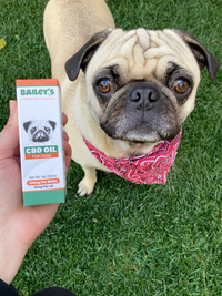 Zoey The Pug Enjoying Bailey's CBD Oil For Dogs