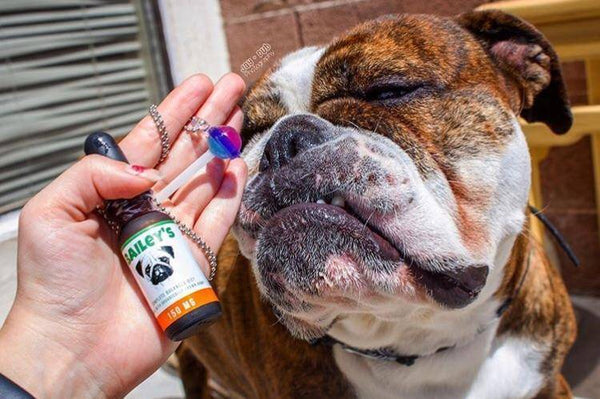 FREE 150MG CBD Oil For Dogs Trial Offer Bottle