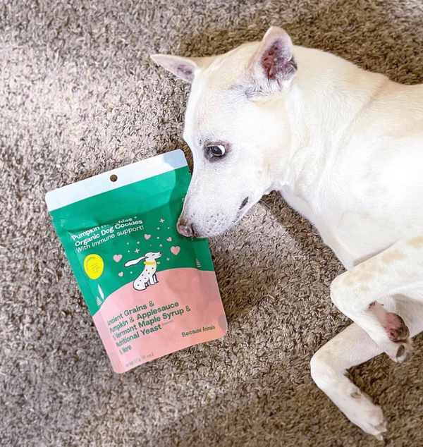 Immune Support Pumpkin Maple Noochies Dog Treats