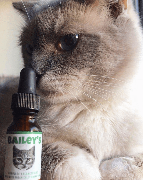 FREE 100MG CBD Oil For Cats Bottle Offer! (Just Cover S&H)