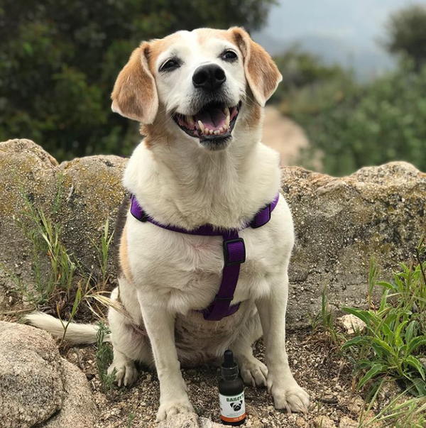 Bailey's CBD 300MG 30ml