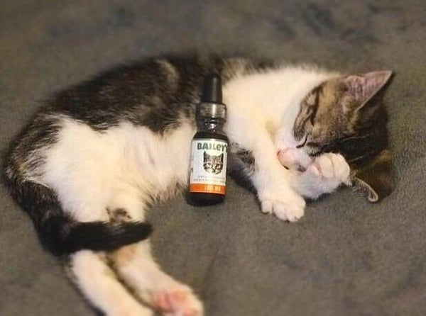 A cute kitten laying down with a bottle of Bailey’s CBD oil for cats next to it.