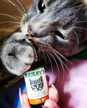 Image of a gray cat holding a bottle of Bailey’s CBD oil for cats while looking interested.