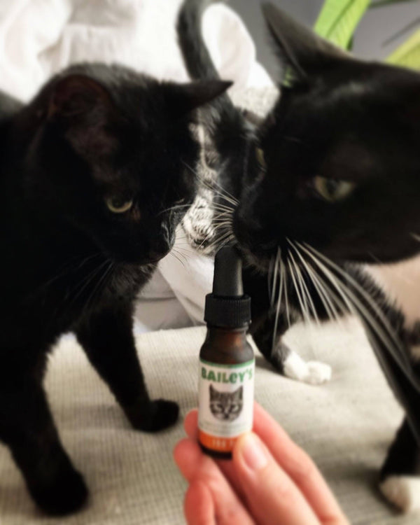 Image of two adorable black cats posed next to Bailey’s CBD oil for cats bottle.