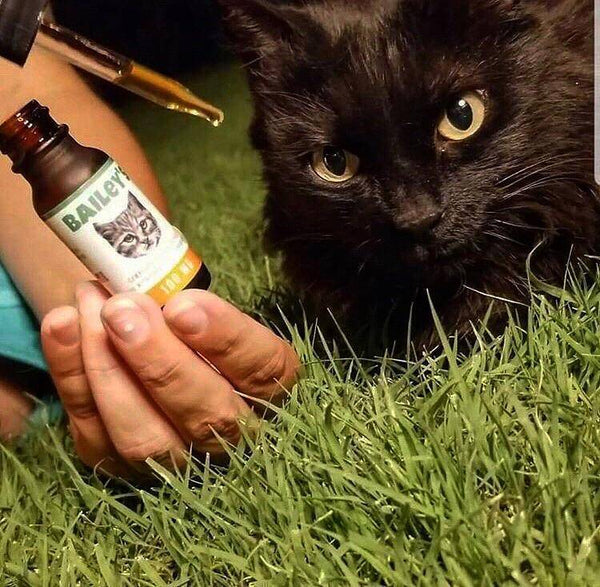 Customer image showing a cat, receiving a dropper of Bailey’s CBD oil for cats. 
