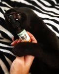 Customer photo of a cat gnawing at Bailey’s CBD oil for cats bottle with interest.