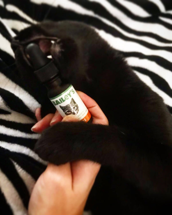Customer photo of a cat gnawing at Bailey’s CBD oil for cats bottle with interest.