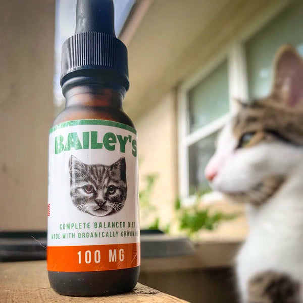 Image of a cat looking majestic while posing next to Bailey’s CBD oil for cats bottle.