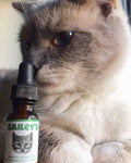 Customer image of a gray and white cat looking interested at Bailey’s CBD oil for cats bottle.