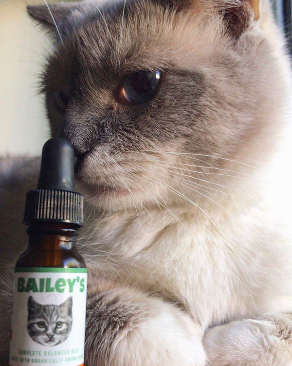 Customer image of a gray and white cat looking interested at Bailey’s CBD oil for cats bottle.