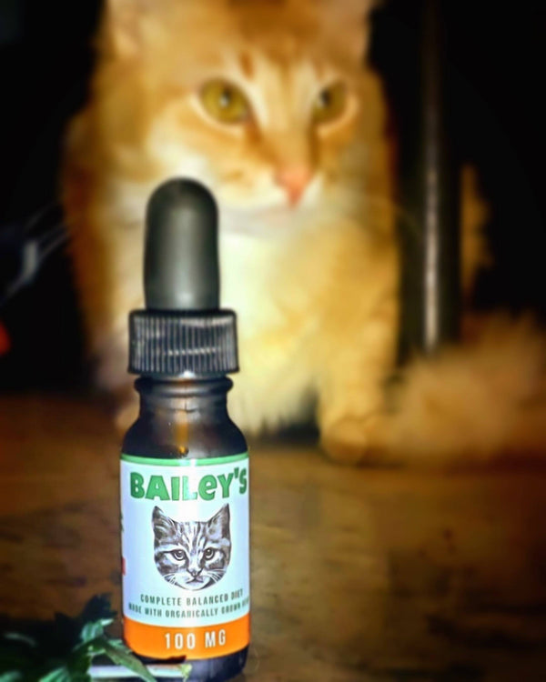 Image of an orange and white cat posed next to Bailey’s CBD oil for cats bottle.