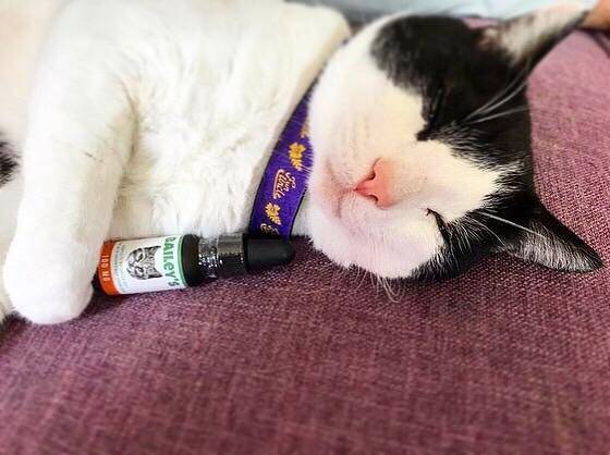 Cute photo of a cat taking a nap with a bottle of Bailey’s CBD oil for cats in its arms.