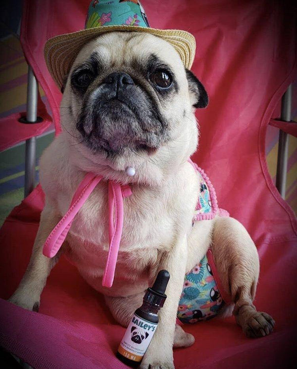 Bailey's 150MG CBD Oil For Dogs Trial Size Bottle