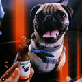 Bailey's 150MG CBD Oil For Dogs Trial Size Bottle