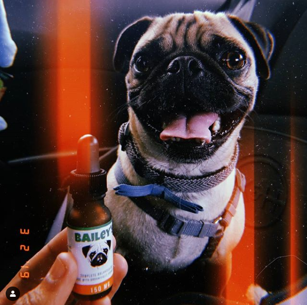 Bailey's 150MG CBD Oil For Dogs Trial Size Bottle